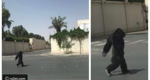 صور: غوريلا في شوارع الرياض.. تعرف على التفاصيل