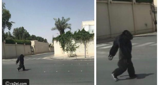 صور: غوريلا في شوارع الرياض.. تعرف على التفاصيل