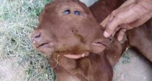 فيديو: ظاهرة فريدة.. ولادة عجل له رأسين و4 عيون!