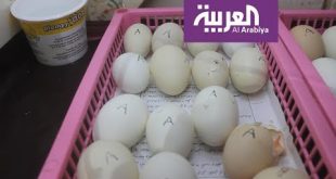 شاهد: تناول قشر البيض لعظام قوية