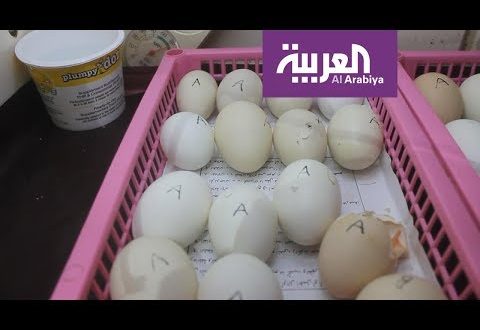 شاهد: تناول قشر البيض لعظام قوية