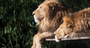 مذبحة "مروعة" في جنوب إفريقيا.. قتل 54 أسدا خلال يومين