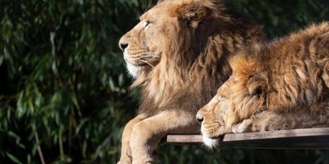 مذبحة "مروعة" في جنوب إفريقيا.. قتل 54 أسدا خلال يومين