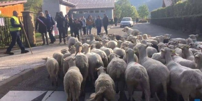 بهدف "إنقاذ الفصول".. تسجيل 15 خروفا في مدرسة ابتدائية