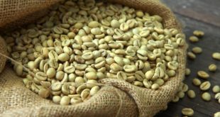 القهوة الخضراء .. الفوائد الصحية والأضرار