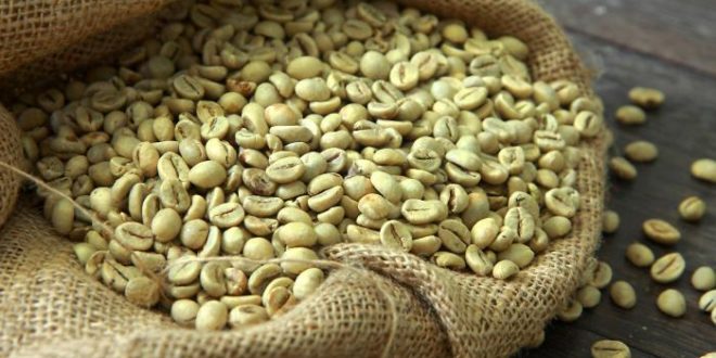 القهوة الخضراء .. الفوائد الصحية والأضرار