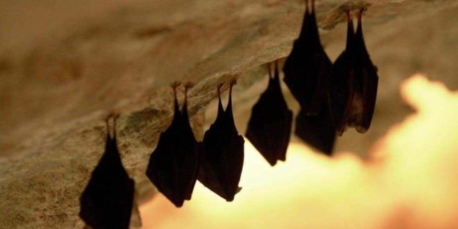 قرية عربية تتعرض لـهجوم من الخفافيش.. وذعر بين الأهالي