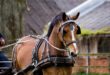 ما السر في وضع غطاء على عيون الخيول في سباق الخيل والعربات؟