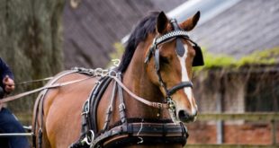 ما السر في وضع غطاء على عيون الخيول في سباق الخيل والعربات؟