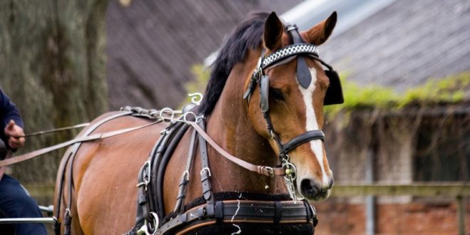 ما السر في وضع غطاء على عيون الخيول في سباق الخيل والعربات؟