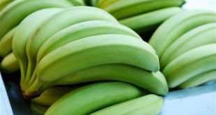 الموز الأخضر..فوائد صحية متعددة