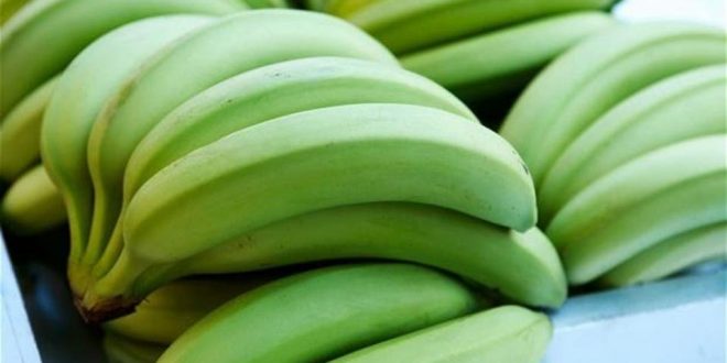 الموز الأخضر..فوائد صحية متعددة