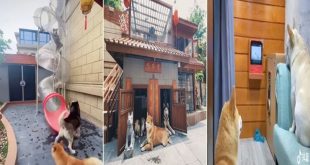 صيني يبني قصرا فاخرا لكلابه بمبلغ باهظ