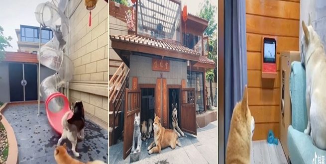صيني يبني قصرا فاخرا لكلابه بمبلغ باهظ