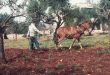 مزارع إيطالي تعطل جراره فاستخدم طريقة أجداده لحرث أرضه