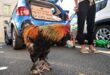 رحيل رمز الحياة الريفية بفرنسا.. الديك موريس يتوقف عن الصياح