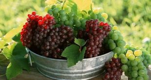 فوائد العنب على صحة جسمك ومناعتك