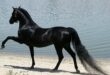 منعها من ركوب الخيل فطلبت الطلاق