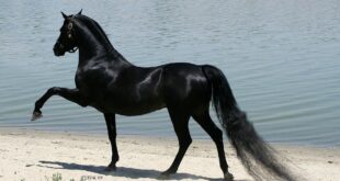 منعها من ركوب الخيل فطلبت الطلاق