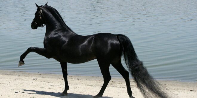 منعها من ركوب الخيل فطلبت الطلاق