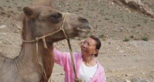 جمل'مخلص' يمشى 100 كيلومتر عبر الصحراء للعودة إلى مالكه السابق