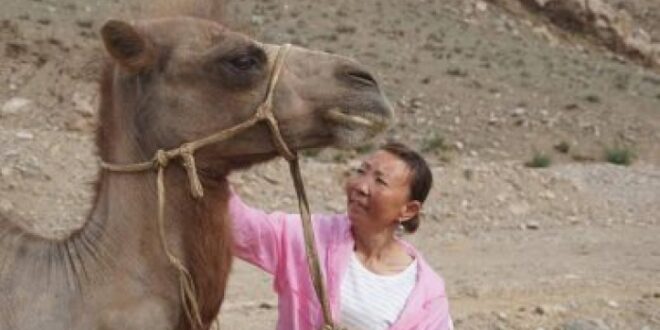 جمل'مخلص' يمشى 100 كيلومتر عبر الصحراء للعودة إلى مالكه السابق