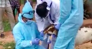 عزل عشرات الماعز بالهند بعد شكوك فى نقل عدوى كورونا إليهم من الراعى