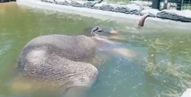 فيل اعتاد أخذ قيلولته فى حمام السباحة بحديقة حيوانات تكساس
