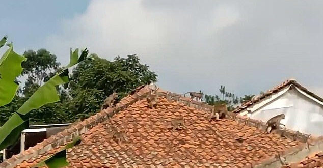 قرود المكاك تحتل منازل قرية أندونيسية بعد طردها من الغابات