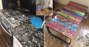 الحمام يغزو منزل طالب ويسبب فوضى كبيرة نتيجة غيابه 5 شهور