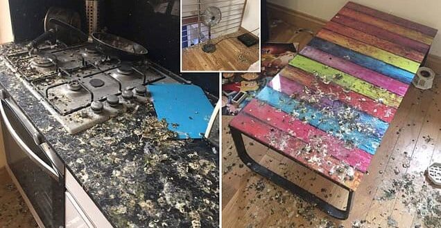 الحمام يغزو منزل طالب ويسبب فوضى كبيرة نتيجة غيابه 5 شهور