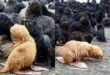 العثور على فقمة بيضاء نادرة فى جزيرة بروسيا