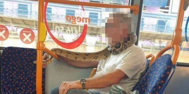 رجل يستخدم ثعبانا بديلا لقناع الوجه بحافلة ببريطانيا