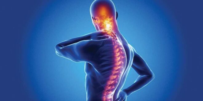 أمل جديد فى علاج إصابات الحبل الشوكى باستخدام الخلايا الجذعية
