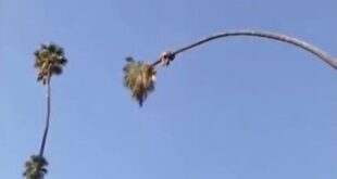 رجل ينجو من الموت بأعجوبة قبل السقوط من شجرة قطع جذعها