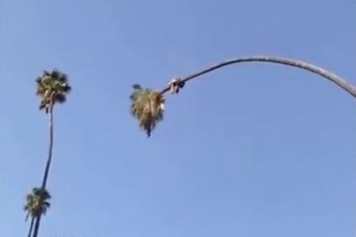 رجل ينجو من الموت بأعجوبة قبل السقوط من شجرة قطع جذعها