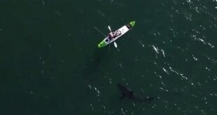 شاب يتفاجأ بسمكة قرش ضخمة خلال صيد الأسماك بأستراليا
