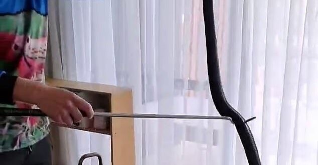 عائلة تكتشف ثعبان يختبئ داخل سلة ألعاب أطفالها