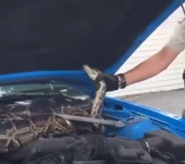 أمريكي يعثر على ثعبان ضخم داخل غطاء محرك السيارة