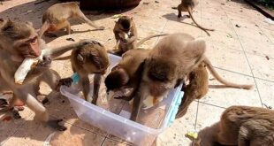 القرود تعانى الجوع بسبب كورورنا ويتدافعون على الخبز فى تايلاند