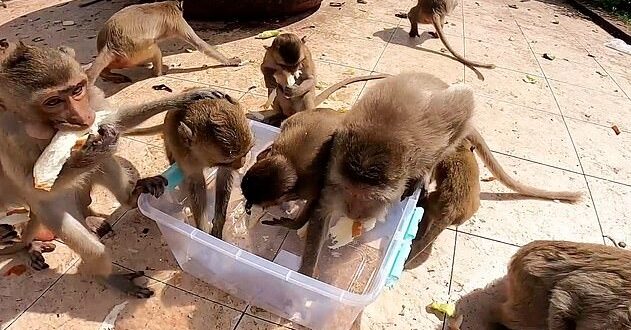 القرود تعانى الجوع بسبب كورورنا ويتدافعون على الخبز فى تايلاند