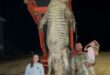 رجلا يصطاد تمساحا ضخما بطول 4 أمتار بأمريكا