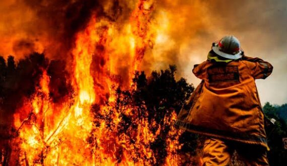 شجرة توت تنقذ منزلا من حرائق الغابات فى أستراليا رغم دمار كل ما حوله