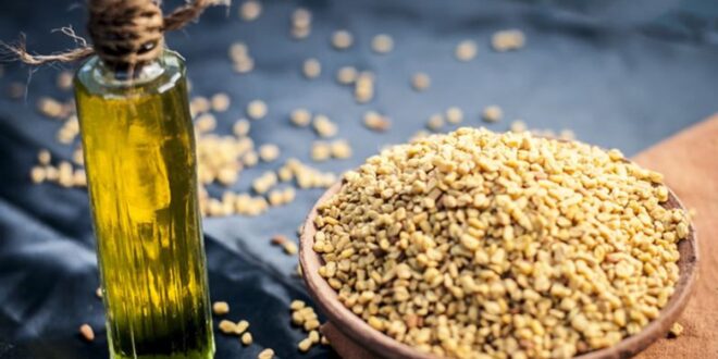فوائد الحلبة على صحة الجسم.. تقى من الأمراض وتعالج مشكلات الجهاز الهضمى