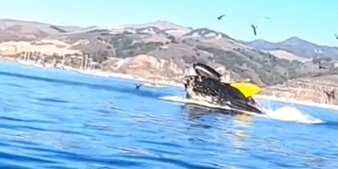 قفزا من فمه بأعجوبة.. حوت ضخم يبتلع قاربا على متنه شخصين بأحد شواطئ أمريكا