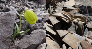نبات صينى يستخدم 'التمويه' للاختباء من البشر