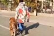 يبحث عن الشهرة والاختلاف.. شاب صينى يصبغ كلبه ليشبه النمور