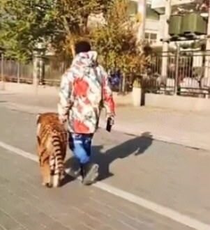 يبحث عن الشهرة والاختلاف.. شاب صينى يصبغ كلبه ليشبه النمور