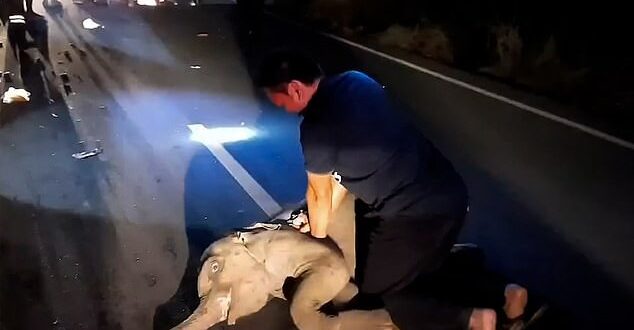 إنقاذ فيل رضيع بإنعاش القلب الرئوى بعد حادث سير فى تايلاند