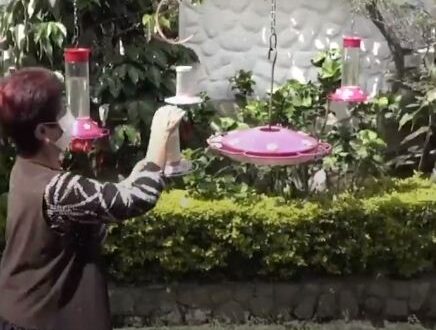 عودة للطبيعة.. كولومبية تزين حديقتها لجذب 30 نوعا من الطيور الطنانة